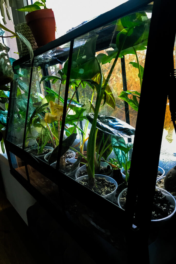 Szklarnia Ikea Akerbar 