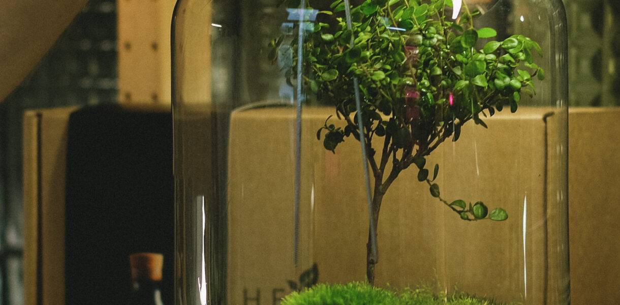 rośliny w szkle