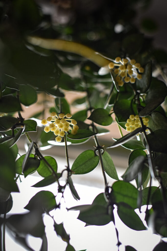 Hoja krohniana eskimo