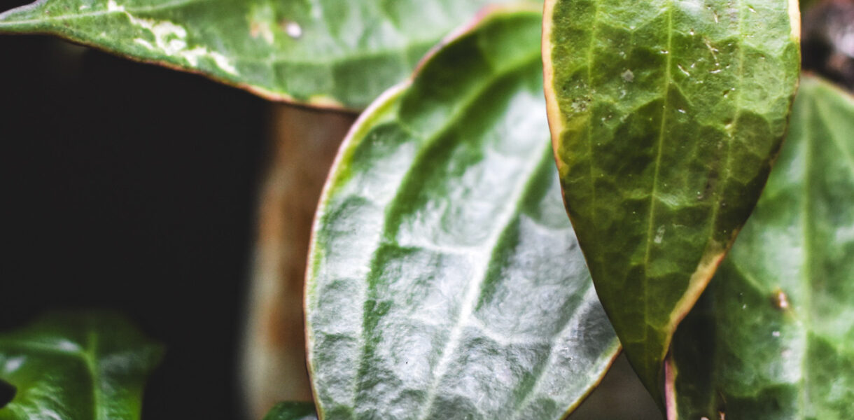 hoja macrophylla albomarginata