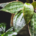 hoja macrophylla albomarginata