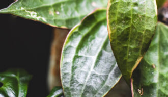 hoja macrophylla albomarginata