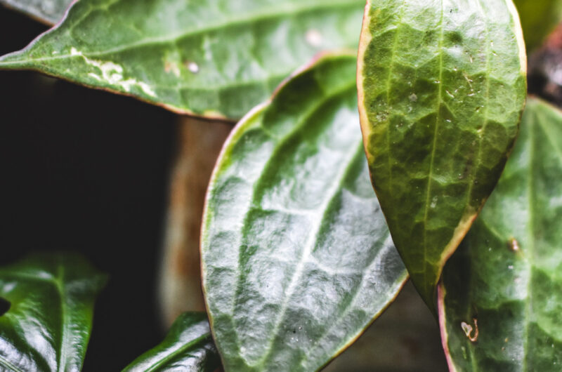 hoja macrophylla albomarginata