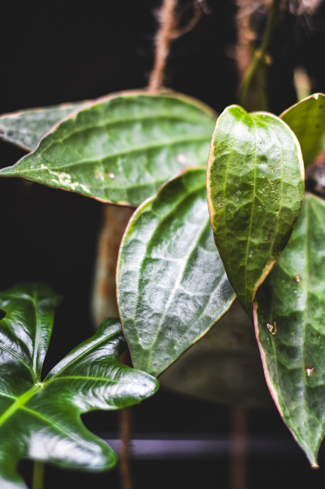 hoja macrophylla albomarginata