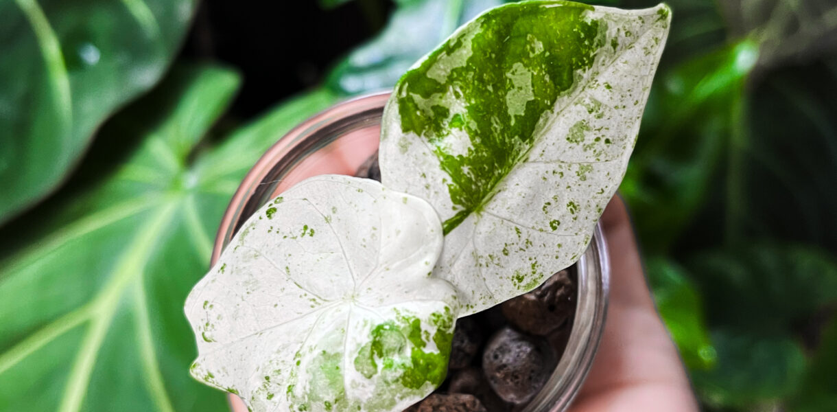 Uprawa hydroponiczna alokazji