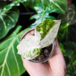 Uprawa hydroponiczna alokazji