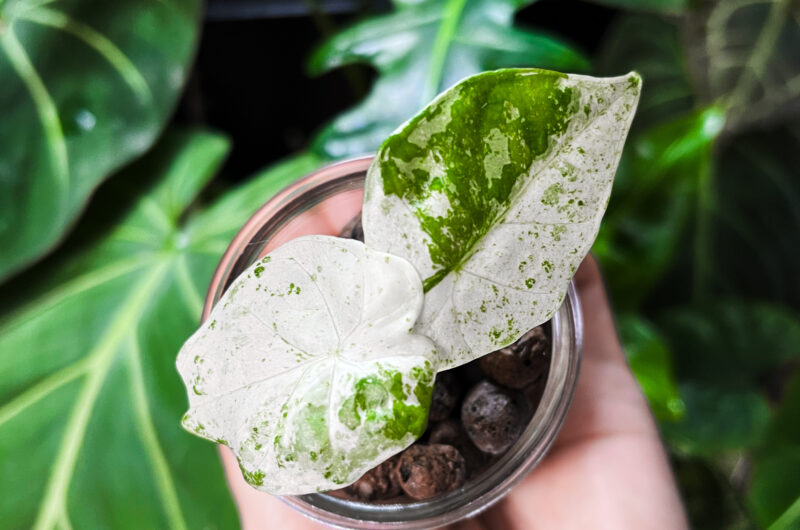 Uprawa hydroponiczna alokazji