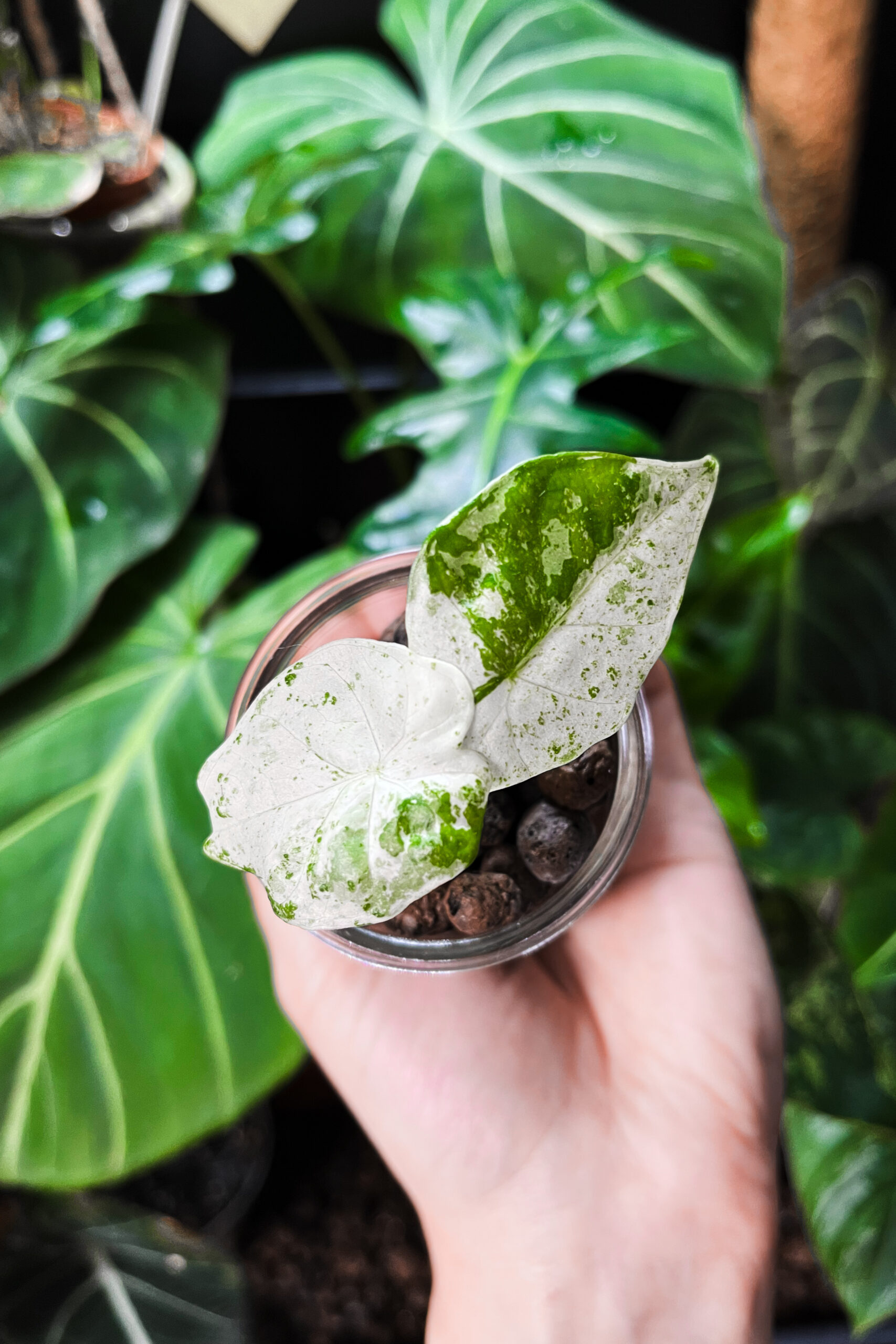 Uprawa hydroponiczna alokazji