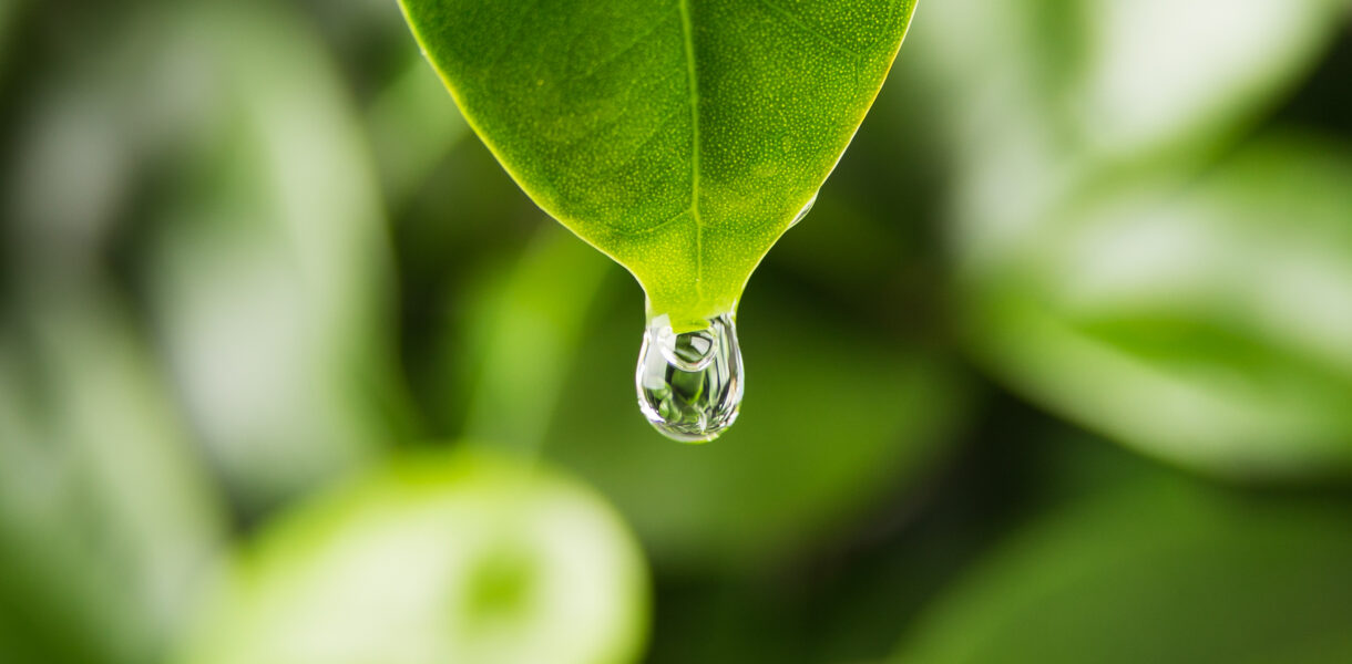 roślina „płacze” gutacja u roślin