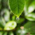 roślina „płacze” gutacja u roślin
