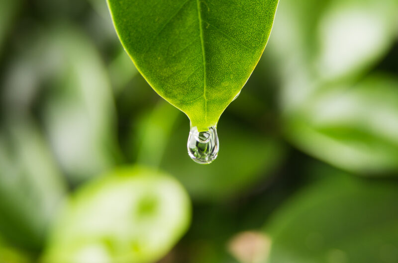 roślina „płacze” gutacja u roślin