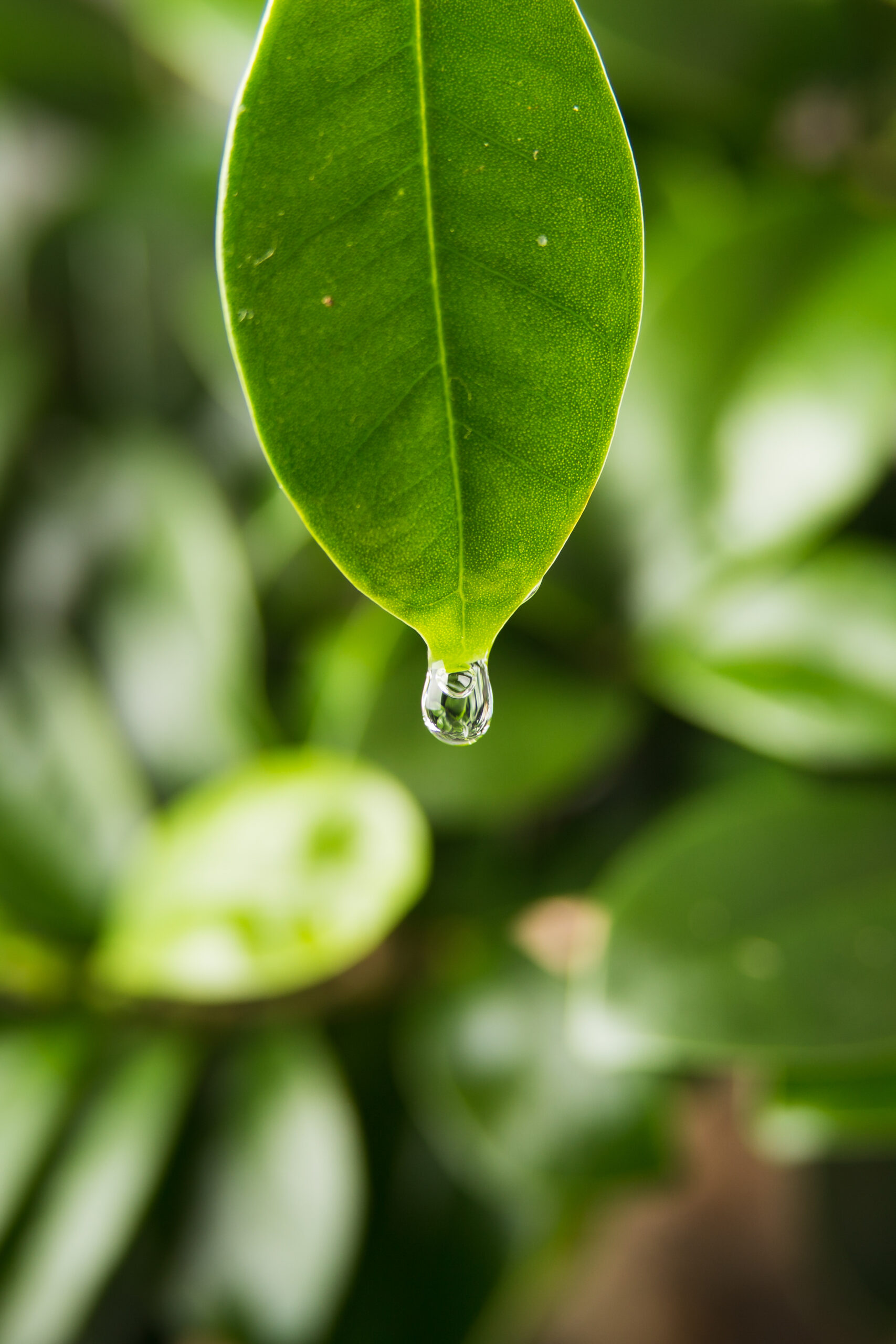 roślina „płacze” gutacja u roślin