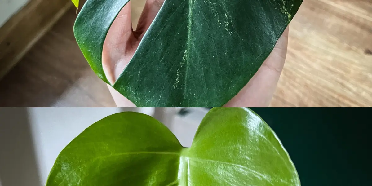 Monstera aurea marmorata