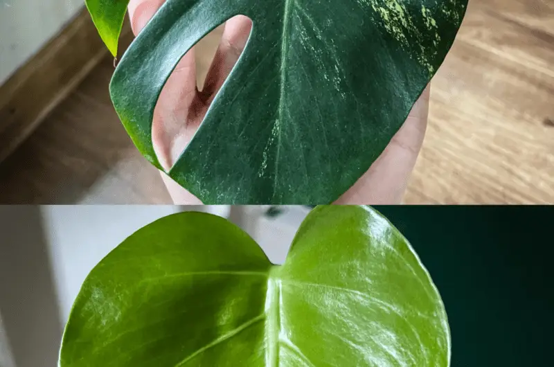 Monstera aurea marmorata