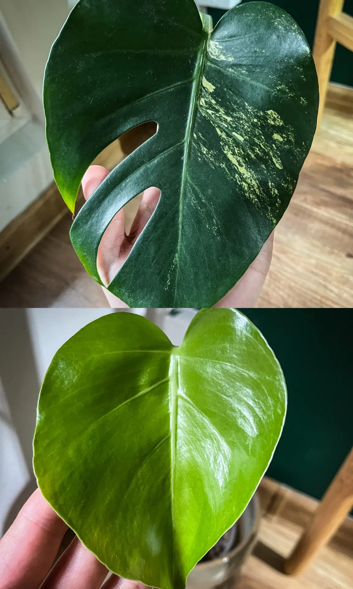 Monstera aurea marmorata