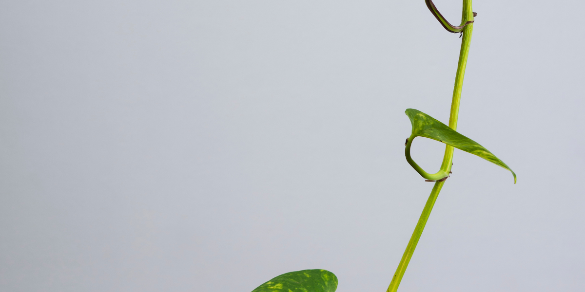 Jak zagęścić epipremnum