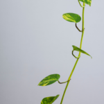 Jak zagęścić epipremnum