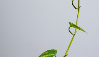 Jak zagęścić epipremnum