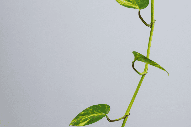 Jak zagęścić epipremnum