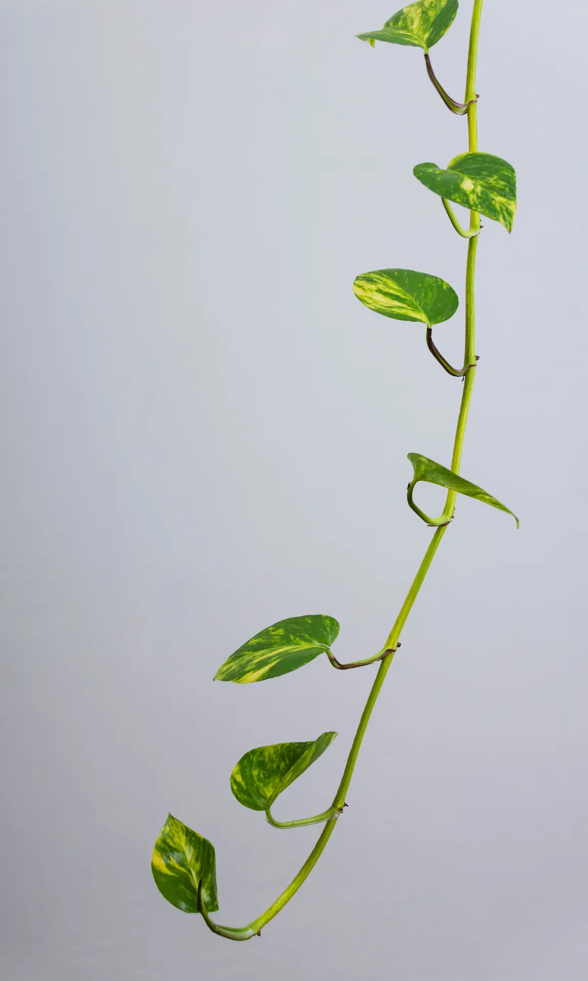 Jak zagęścić epipremnum