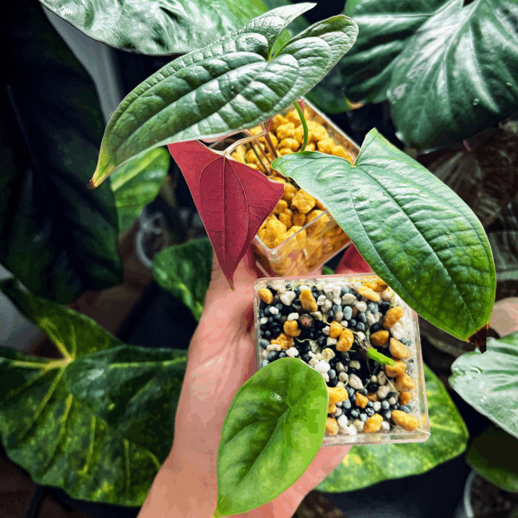 kanuma jako podłoże