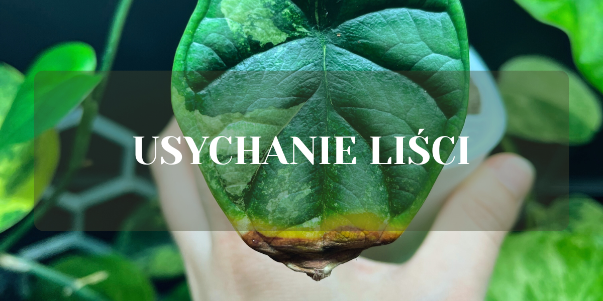 usychanie liści kwiatów doniczkowych