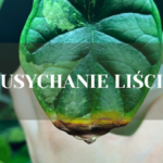 usychanie liści kwiatów doniczkowych