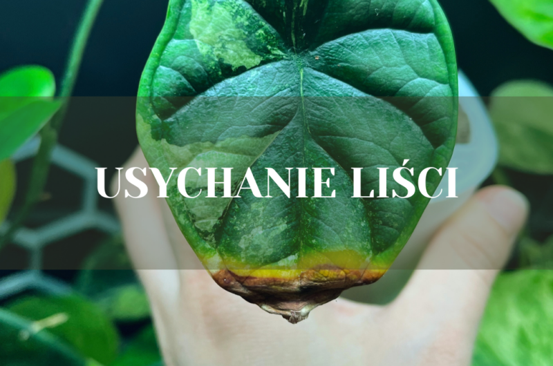 usychanie liści kwiatów doniczkowych