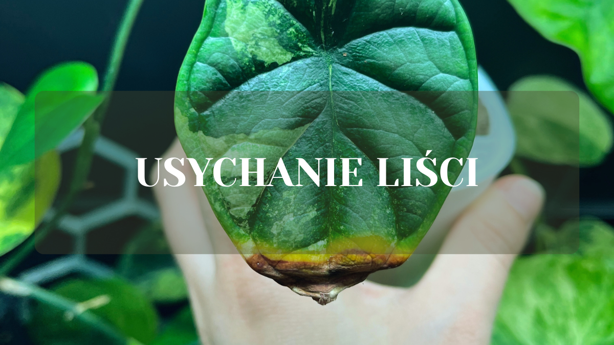 usychanie liści kwiatów doniczkowych