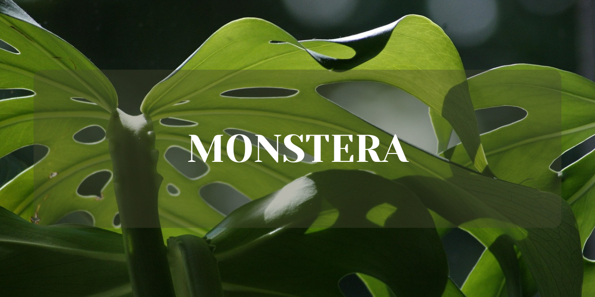 monstera jak często podlewać