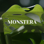 monstera jak często podlewać