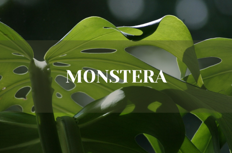 monstera jak często podlewać