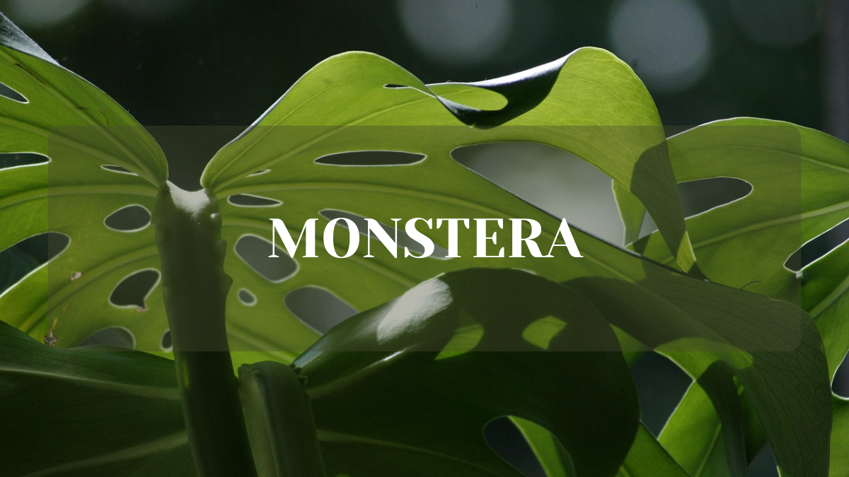 monstera jak często podlewać