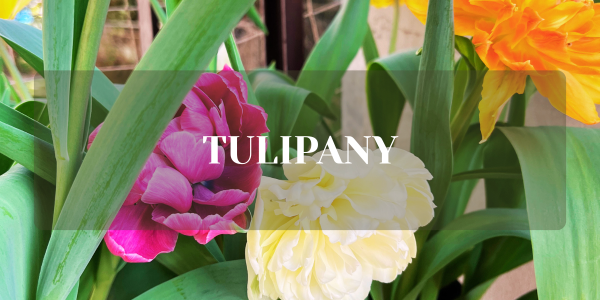 tulipany - kiedy sadzic zeby zakwitly?