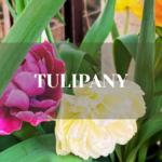 tulipany - kiedy sadzic zeby zakwitly?