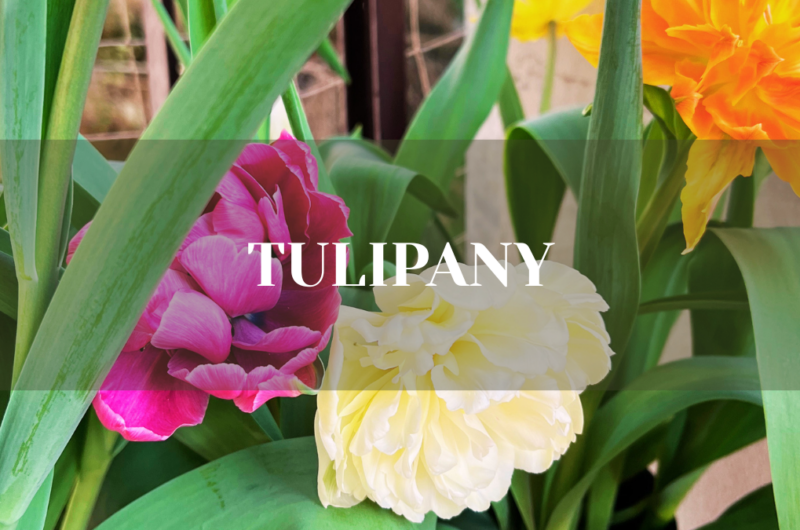 tulipany - kiedy sadzic zeby zakwitly?