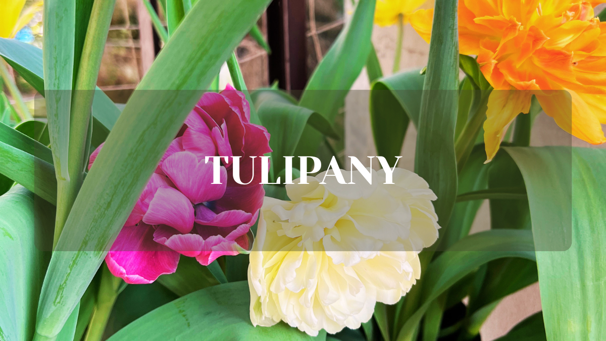 tulipany - kiedy sadzic zeby zakwitly?