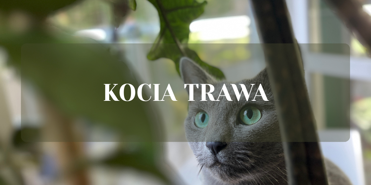 kocia trawa - co to kot i trawa