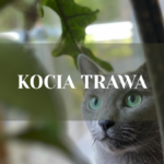 kocia trawa - co to kot i trawa