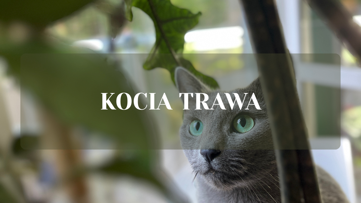 kocia trawa - co to kot i trawa